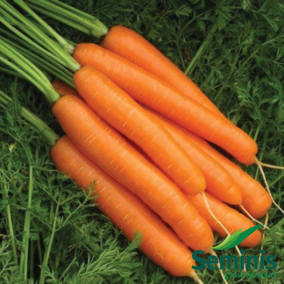 Burkāni Cadance F1, Burkānu sēklas Cadance F1