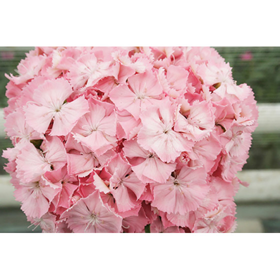 Studentu neļķes (čemurneļķes), Studentu neļķes, Turku neļķes Flora Pearl Salmon, Čemuru neļķes