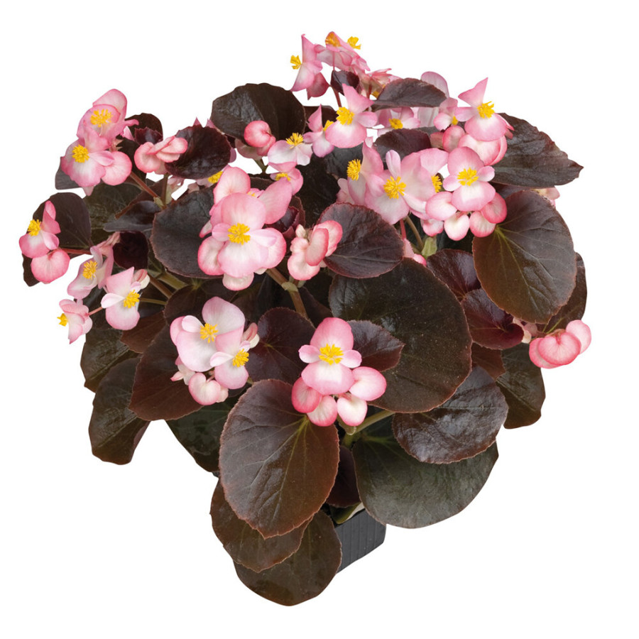 Begonija ilgziedošā Nightlife Blush, Begonia semperflorens Nightlife Blush