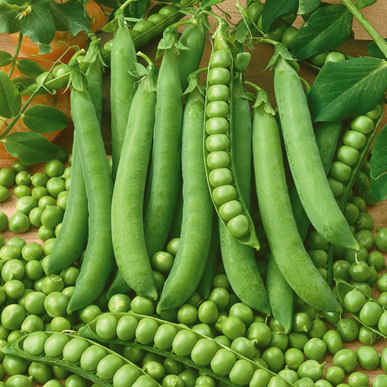 Zirņi Dinga 100g, Zirņu sēklas Dinga, Zirņu šķirne Dinga, Lobāmie zirņi, Zaļie zirnīši