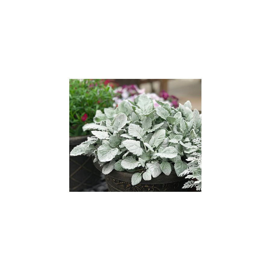 Krustaines, sudrablapu krustaines, senecio cineraria, krustaiņu sēklas