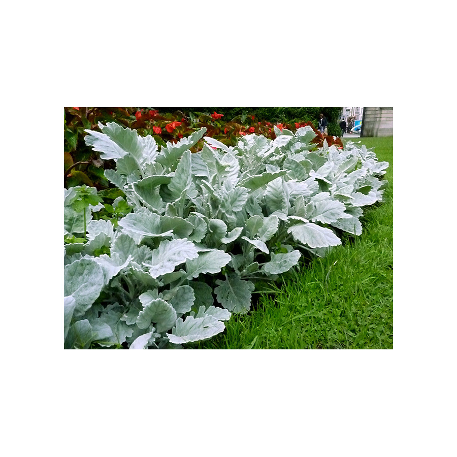 Krustaines, sudrablapu krustaines, senecio cineraria, krustaiņu sēklas