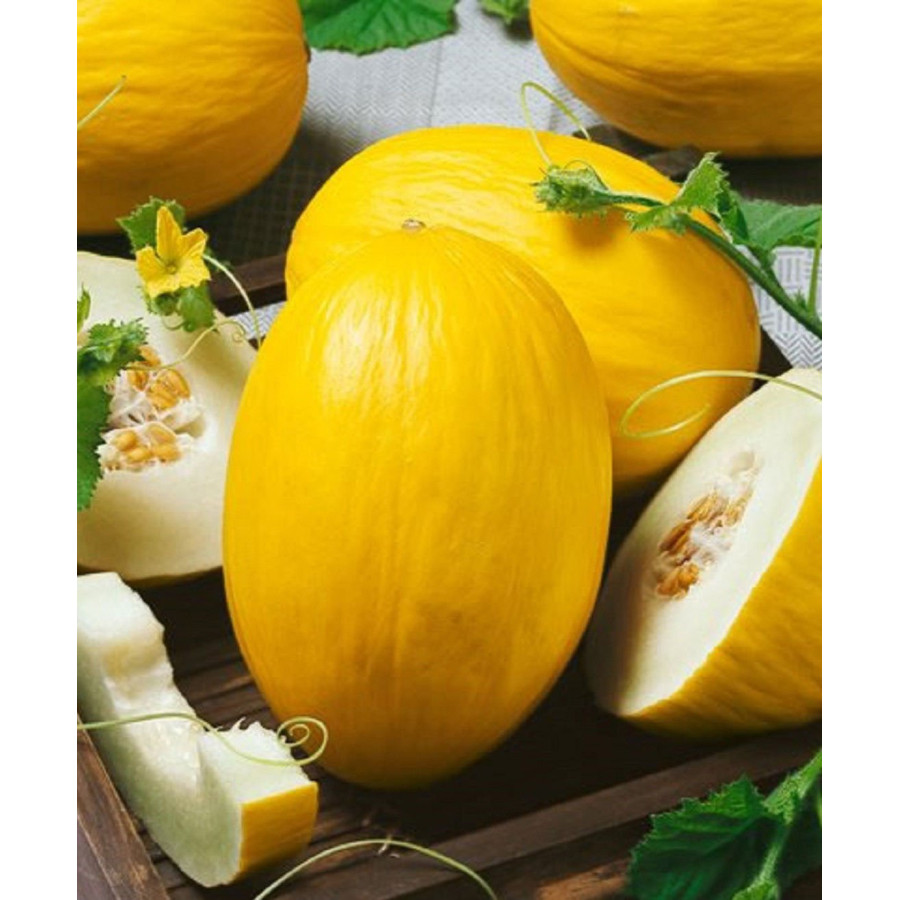 Melone Amarillo Canaria, Melones, Meloņu sēklas