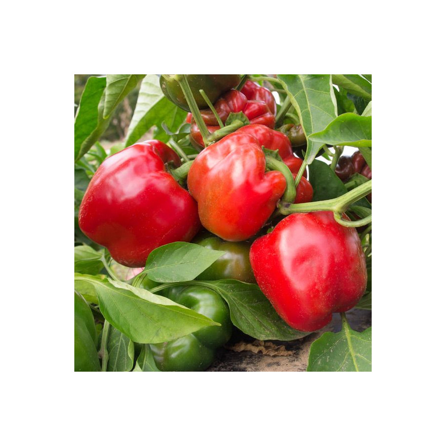 Paprika Jupiter 10s