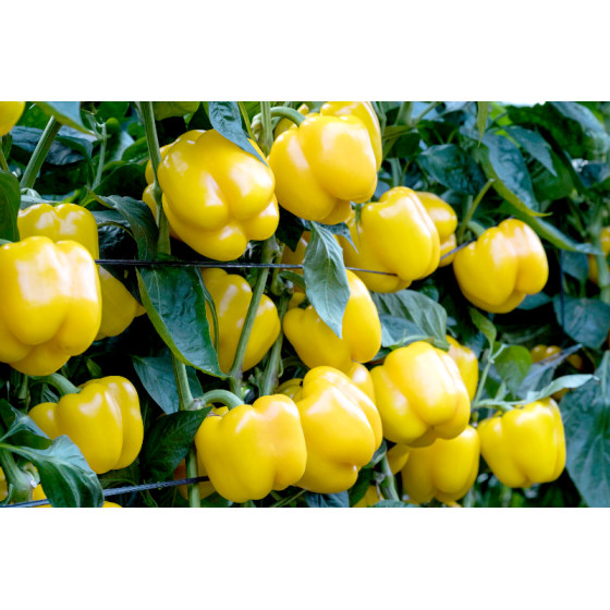 Paprika Kioto F1, Paprikas sēklas Kioto, Dzeltenā paprika, Dzeltenās paprikas sēklas