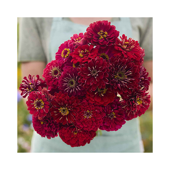 Cinnijas gleznās Benary's Giant Scarlet