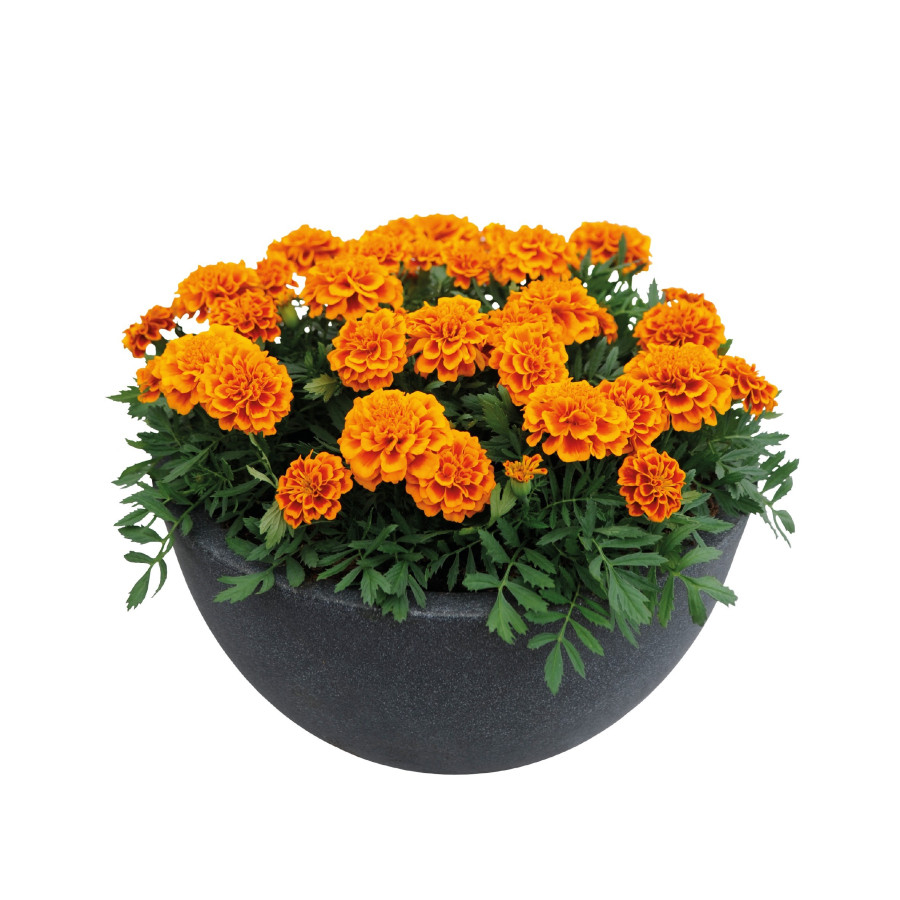 Samtenes Super Hero Deep Orange