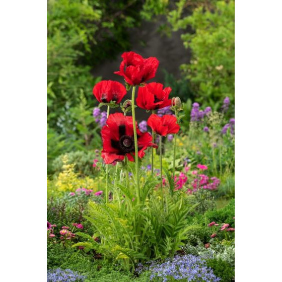 Magones Beauty of Livermere, zīda magones, magones, magoņu sēklas, dekoratīvās magones, puķu sēklas, sēklas