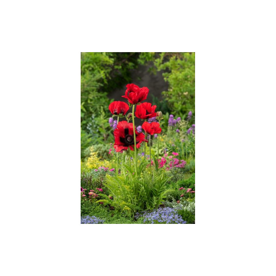 Magones Beauty of Livermere, zīda magones, magones, magoņu sēklas, dekoratīvās magones, puķu sēklas, sēklas