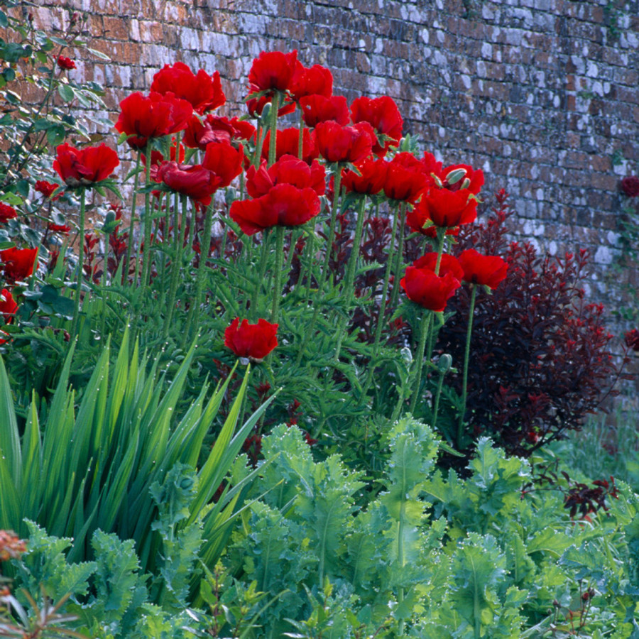 Magones Beauty of Livermere, zīda magones, magones, magoņu sēklas, dekoratīvās magones, puķu sēklas, sēklas
