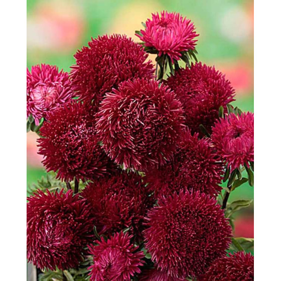 Asteres Juwel Granat Red, Callistephus Juwel Granat Red