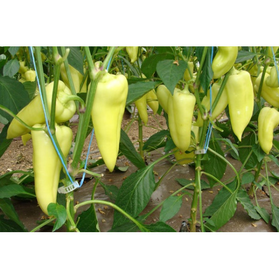 Paprika Nemezis F1, Paprikas sēklas Nemezis F1