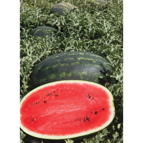 Arbūzi Mirsini F1, Arbūzu sēklas Mirsini F1