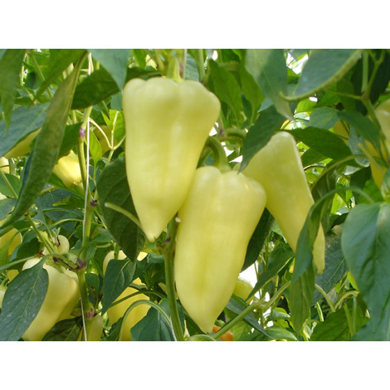 Paprika Skytia F1, Paprikas sēklas Skytia F1