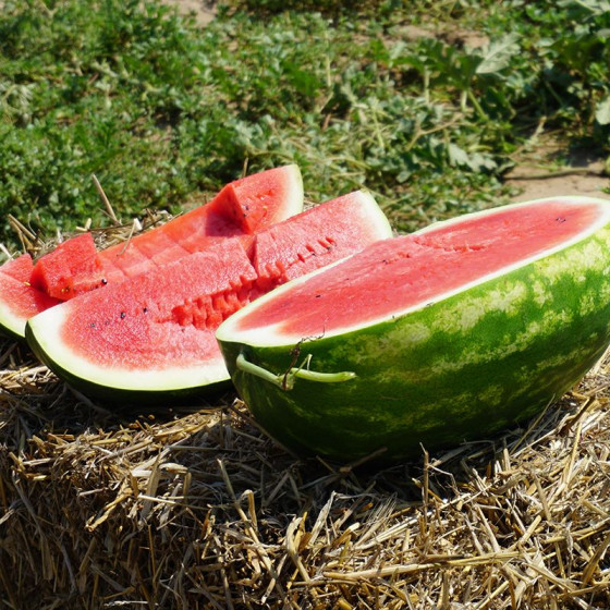 Arbūzi Karistan F1, Arbūzu sēklas Karistan F1