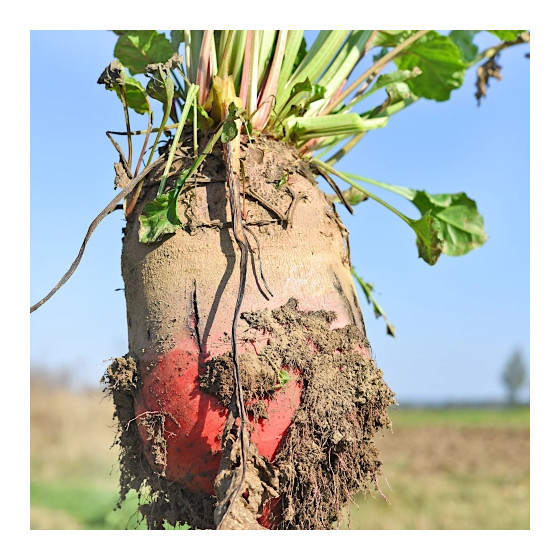 Lopbarības bietes REKORD POLY 0.3kg