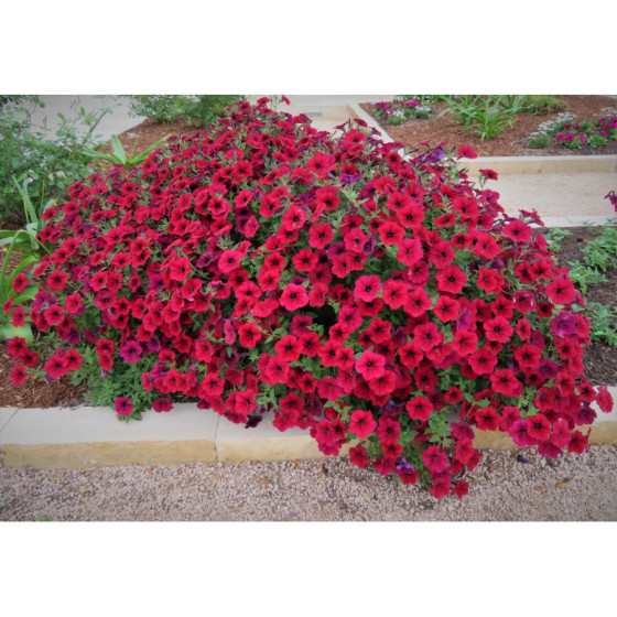 Petunia Tidal Wave Red Velour, Petūniju sēklas, Petūnijas Tidal Wave