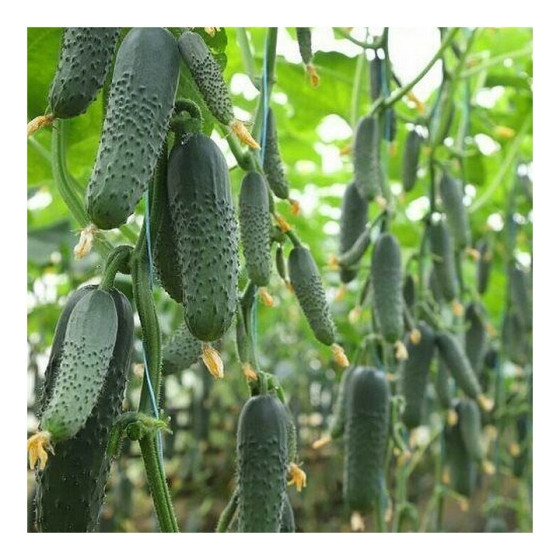 Gurķi Romara F1, Gurķu sēklas Romara F1, Profesionālās sēklas, Gurķi, Pašapputes gurķi