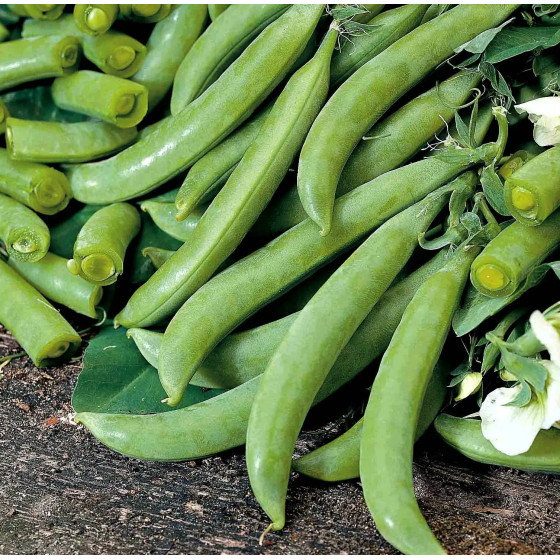Cukurzirņi Sweet Ann 100g, Cukurzirņu sēklas, Cukurzirnīšu sēklas, Saldie zirņi