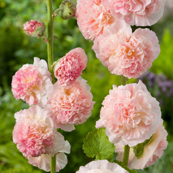 kāršroze, Kāršrožu sēklas, kāršu rozes, alcea rosea