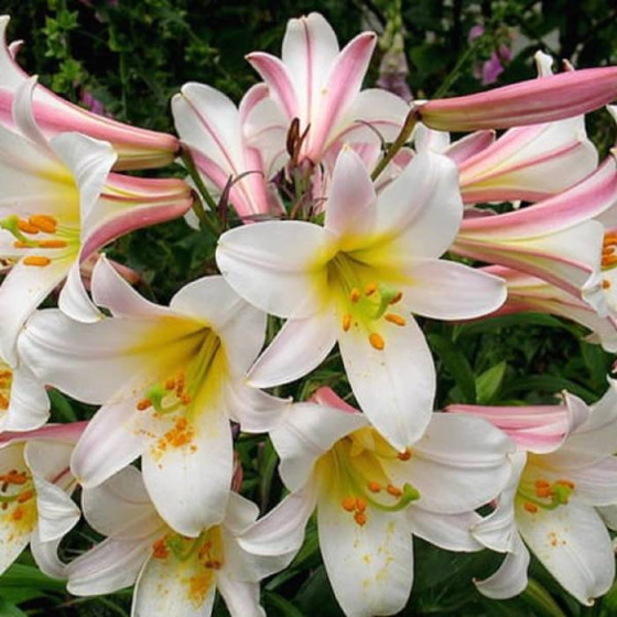 Lilija White Planet, Trompetlilijas, Liliju sīpoli, Lilijas, Nopirkt lilijas