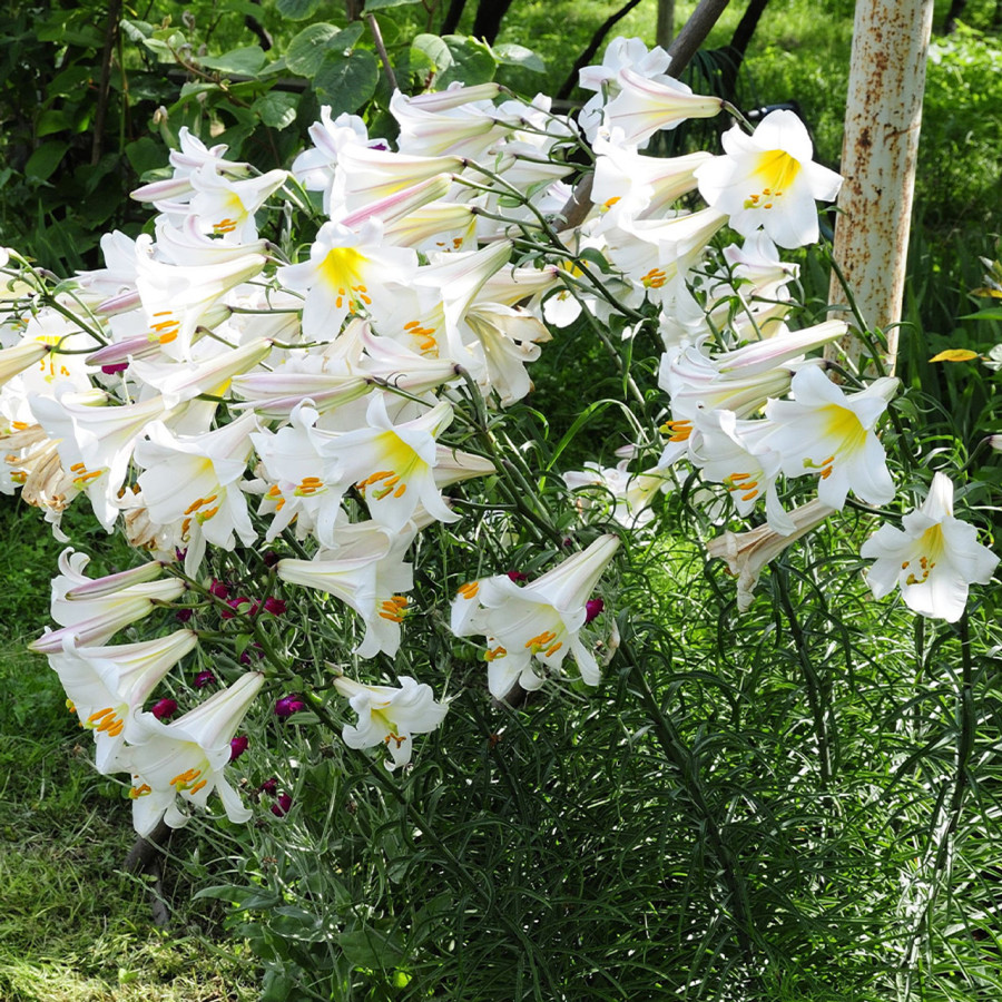 Lilija Regale Album, Lilium Regale album, Trompetveida lilijas, Trompešu lilijas