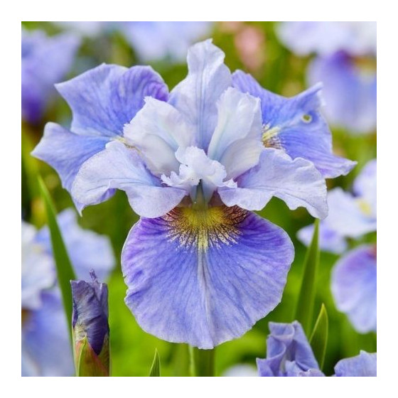 Iris germanica Earl of Essex, Īrisi, Īrisu gumi, Nopirkt īrisu gumus