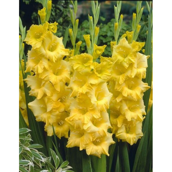 Gladiolas NOVA LUX, Gladiolu sīpoli, Pirkt gladiolu sīolus, Nopirkt gladiolu sīpolus