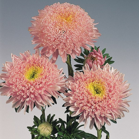 Asteres ķīnas Standy Light Pink, Asteres, Asteru sēklas