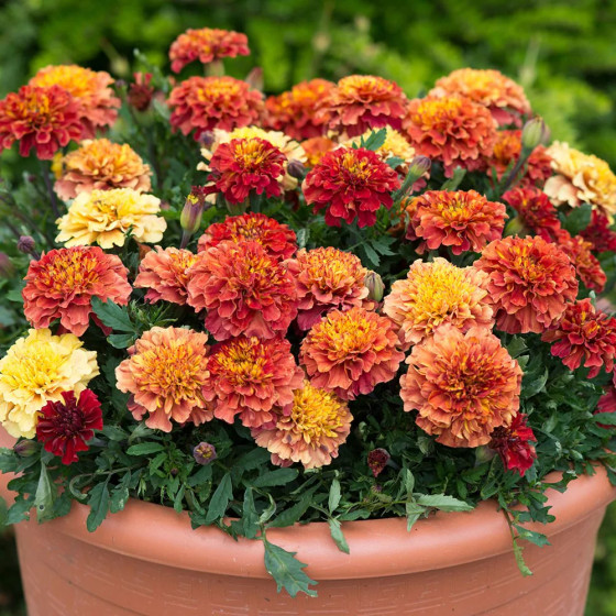 Samtenes Strawberry Blonde, Samteņu sēklas