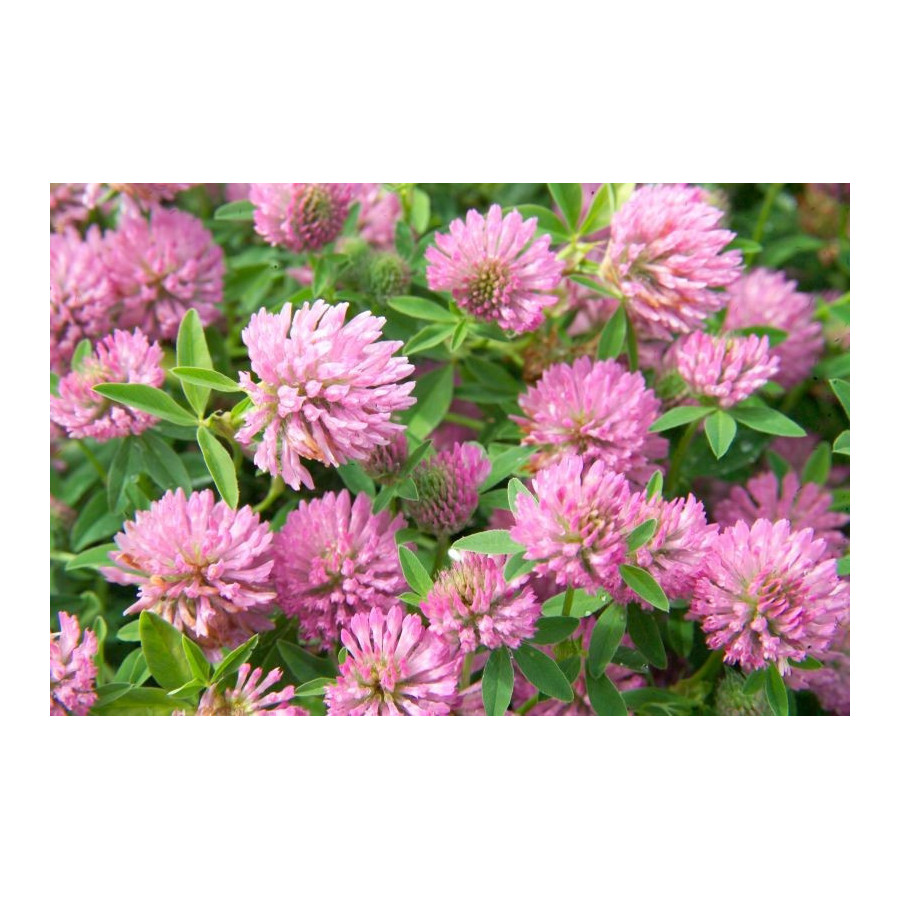 Sarkanais āboliņš, Sarkanā āboliņa sēklas, Āboliņa sēklas