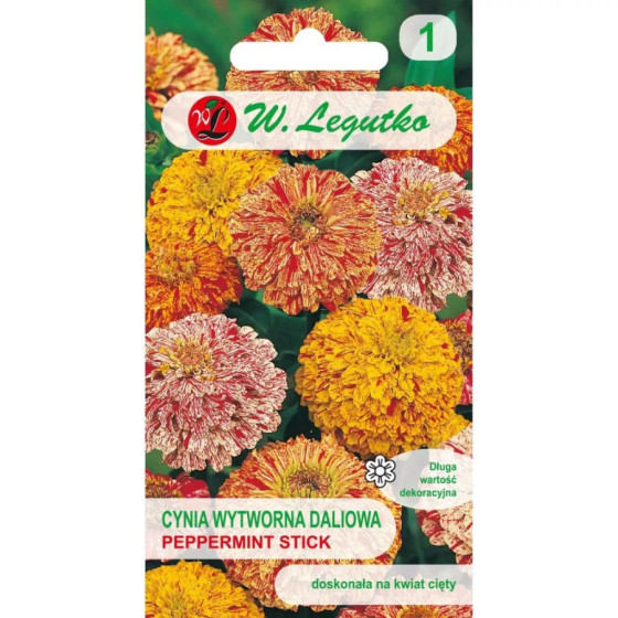 Cinnijas dāliju Peppermint Stick 1g, Cinniju sēklas Peppermint Stick