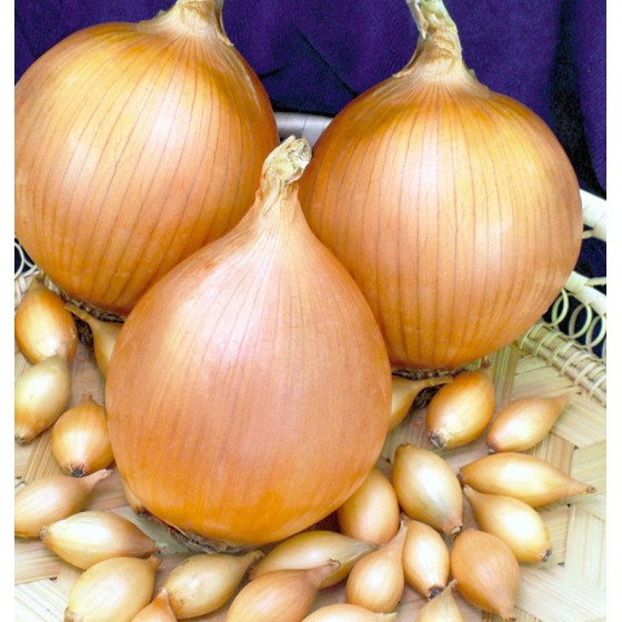 Sīksīpoli Setton, Sīksīpoli, Sarkanie sīksīpoli, Nopirkt sīksīpolus