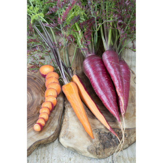 Burkāni Purple Dragon, Violeti burkāni, Lillā burkāni, Violetie burkāni