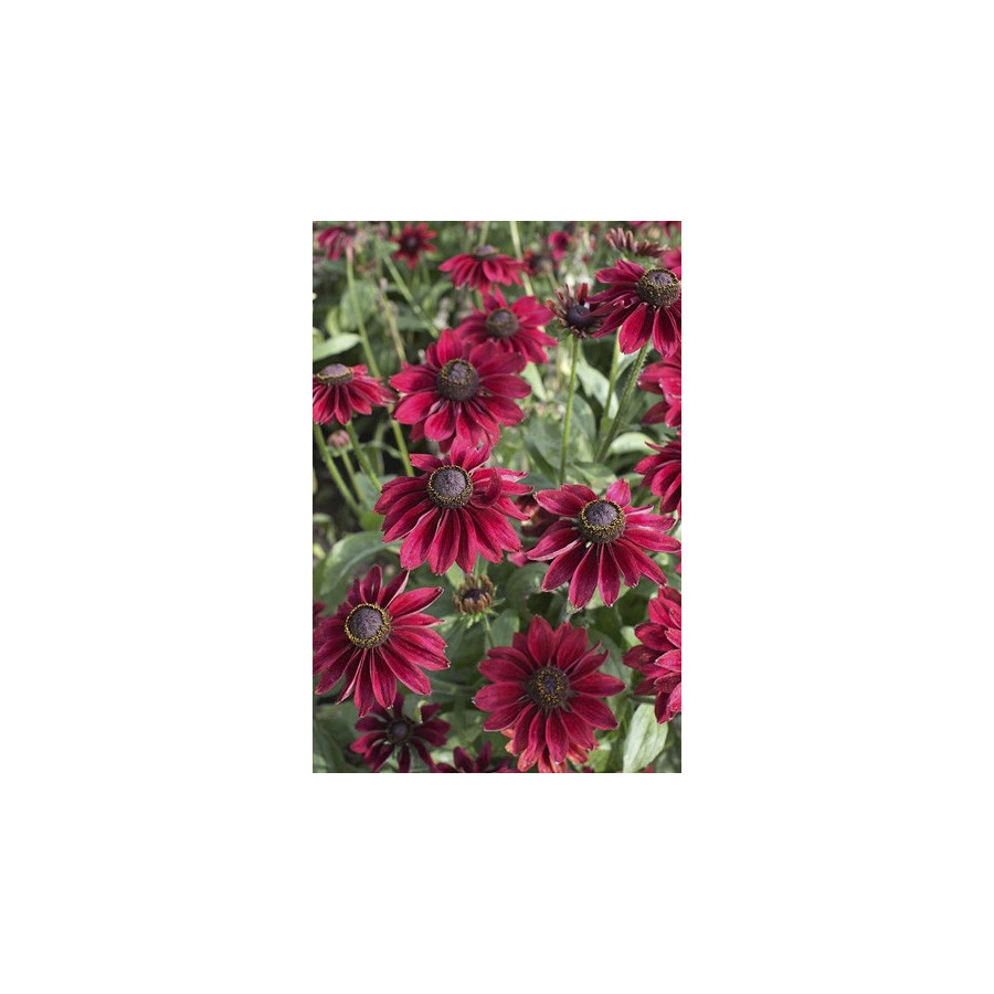 Rudbekija Cherry Brandy (5 sēklas)