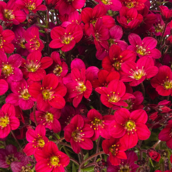 Ārendsa akmeņlauzīte, Akmeņlauzītes sēklas, Akmeņlauzītes, Saxifraga