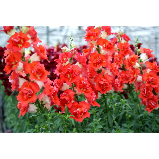 Lauvmutītes pildītās Doubleshot Orange Bicolour