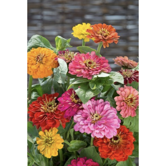 Cinnijas gleznās Cinnijas gleznās Field Grown Mixure, Cinnijas, Cinniju sēklas, Zinnia elegans