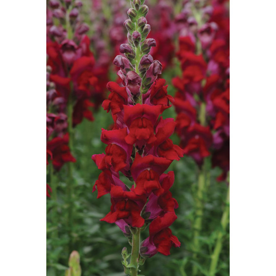 Lauvmutītes Potomac Red, Lauvmutīšu sēklas Potomac Red