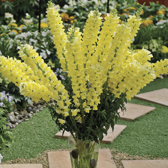 Lauvmutītes Opus™ III/IV Yellow, Lauvmutīšu sēklas Opus™ III/IV Yellow