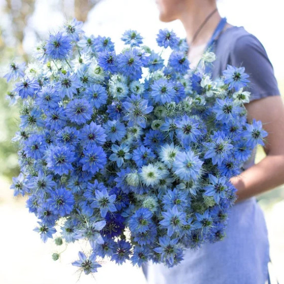 Damaskas nigella, Nigellas, Nigellas sēklas, Nigellu sēklas, Nigella Miss Jekyll Sky Blue