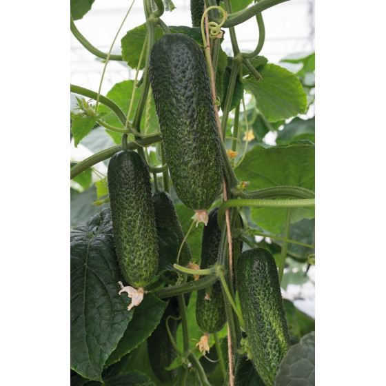 Gurķi Alpaka F1, Gurķu sēklas Alpaka F1