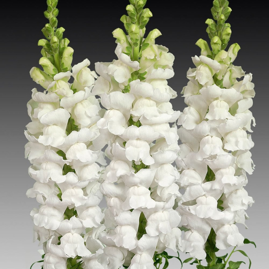 Lauvmutītes Maryland White, Lauvmutīšu sēklas Maryland White