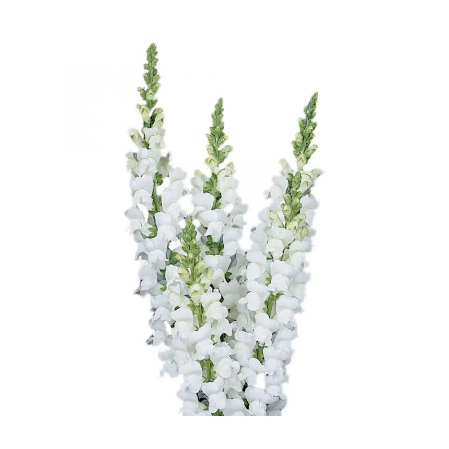 Lauvmutītes Maryland White, Lauvmutīšu sēklas Maryland White