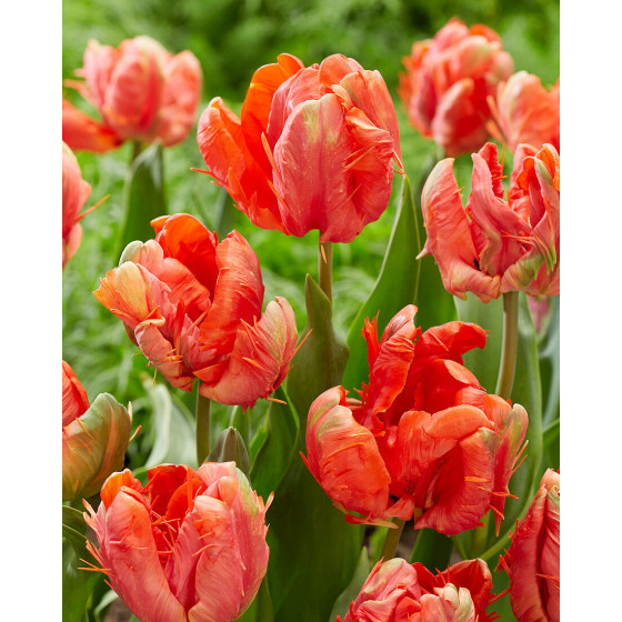 Tulpes Ad Rem Parrot, Tulpju sīpoli Ad Rem Parrot