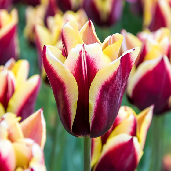 Tulpes GAVOTA, Tulpju sīpoli GAVOTA