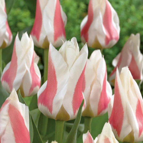 Tulpes SERANO , Tulpju sīpoli SERANO