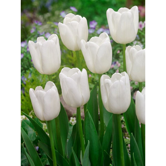 Tulpes White Dream, Tulpju sīpoli White Dream