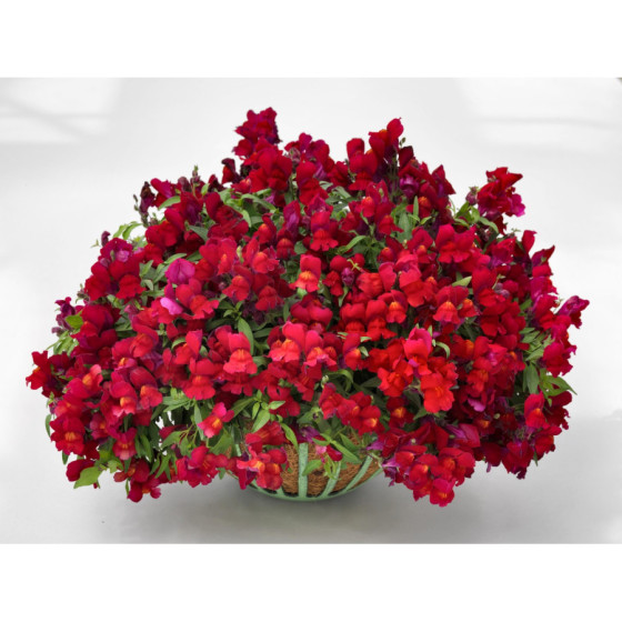 Lauvmutītes nokarenās Candy Showers Red, Nokareno lauvmutīšu sēklas