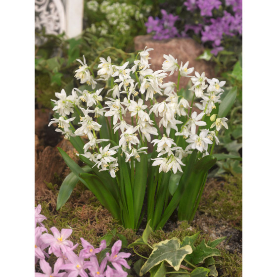 Sniedzītes Siberica Alba, Scilla alba, Scillas